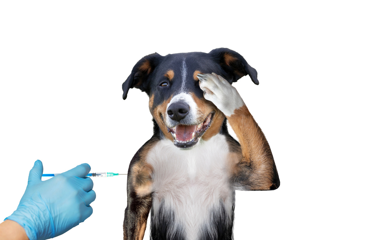 vaccinating dog