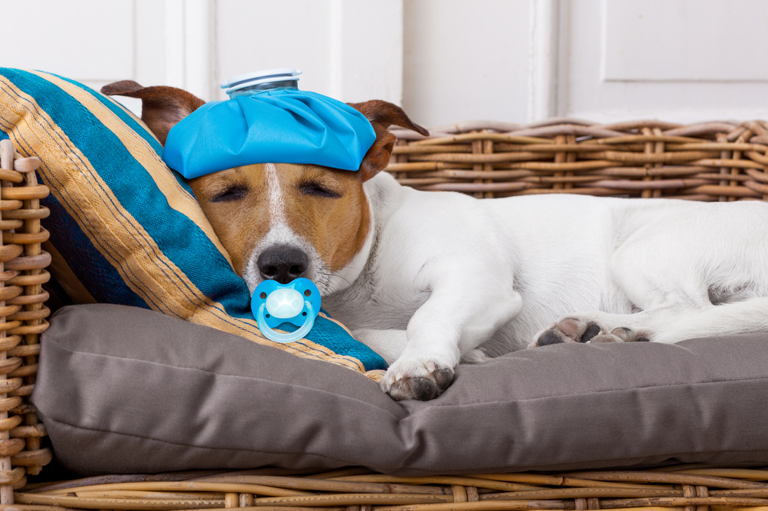 Sick Ill Dog with Fever